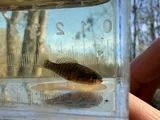 Carolina Pygmy Sunfish, photographed in North Carolina