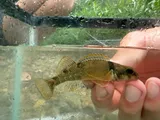 Variegate Darter, photographed in Ohio
