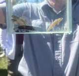 Watercress Darter, photographed in Alabama