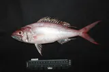 Ironjaw, photographed in Maluku