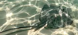 Southern Stingray, photographed in Quintana Roo