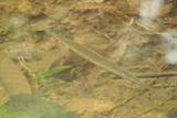 Asian Needlefish, photographed in Karnataka