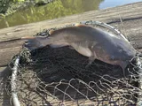 White Bullhead, photographed in Maryland