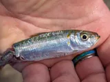 Bluestripe Herring, photographed in Hawaii