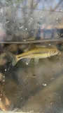 Greenfin Shiner, photographed in North Carolina