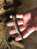 Spotfin Spiny Eel, photographed in Florida