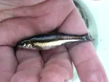 Northern Redbelly Dace, photographed in Ontario