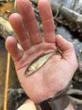Dixie Chub, photographed in Alabama