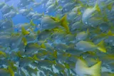 Amarillo Snapper, photographed in Baja California Sur