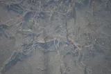 Marsh Killifish, photographed in North Carolina