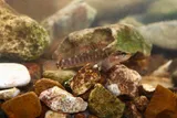 Fantail Darter, photographed in Tennessee