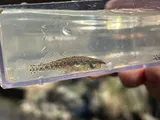 Carolina Darter, photographed in North Carolina