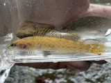 Bloodfin Darter, photographed in Kentucky