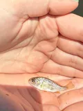 Spot, photographed in North Carolina