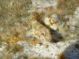 Brown Goby, photographed in Queensland