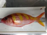 Oblique-banded Snapper
