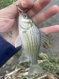 Yellow Bass, photographed in Iowa