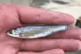 Mississippi Silvery Minnow, photographed in Texas