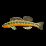 Tangerine Darter, photographed in Virginia
