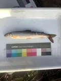 Round Whitefish, photographed in Alaska