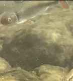 Fieryblack Shiner, photographed in North Carolina