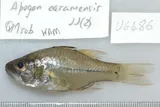 Robbermask Cardinalfish, photographed in Queensland