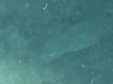 Neon Goby, photographed in Florida