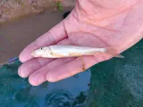 Flannelmouth Sucker, photographed in Utah