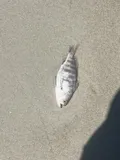 Banded Drum, photographed in North Carolina