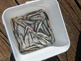 Pacific Herring, photographed in British Columbia