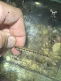 Muscadine Darter, photographed in Alabama