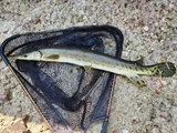 Shortnose Gar, photographed in Missouri