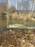 Silverstripe Shiner, photographed in Alabama