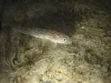 Arrow Goby, photographed in California