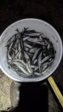 Rainbow Smelt, photographed in Ontario