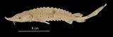 Lake Sturgeon, photographed in Ontario (Prov.)