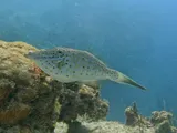 Scrawled Filefish, photographed in West Bay