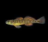 Waccamaw Darter, photographed in North Carolina