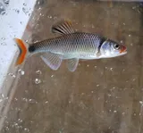 Fieryblack Shiner, photographed in North Carolina
