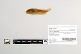 Riffle Sculpin, photographed in Oregon