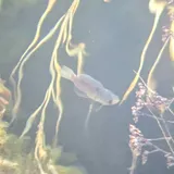 Pecos Pupfish, photographed in New Mexico