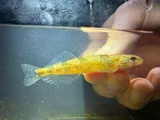 Saddleback Darter, photographed in Mississippi