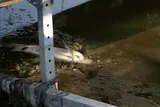 Lake Whitefish, photographed in Alberta
