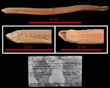 Northern Brook Lamprey, photographed in Ontario (Prov.)