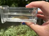 Bedrock Shiner, photographed in Tennessee