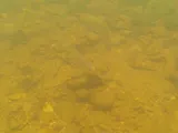 Whitetail Shiner, photographed in Tennessee