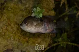 Black Acara, photographed in Florida