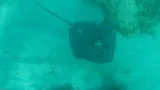 Southern Stingray, photographed in Fajardo