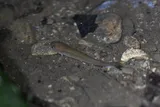Hart's Rivulus, photographed in Tunapuna/Piarco