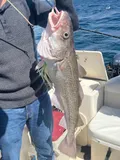 Greenland Cod, photographed in British Columbia